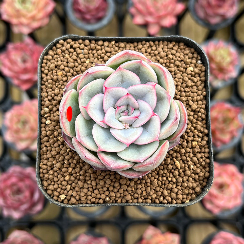 hercules succulent Echeveria 'Hercules' 2" Succulent Plant Cutting