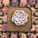 Echeveria 'Hercules' 2" Succulent Plant Cutting