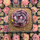 Echeveria 'Black Eyes' 1"-2" Succulent Plant Cutting