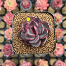 Echeveria 'Black Tan' 2" Succulent Plant Cutting