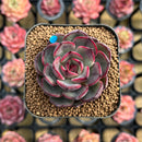 Echeveria 'Black Tan' 2" Succulent Plant Cutting