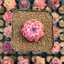 Echeveria sp. 1" Succulent Plant Cutting