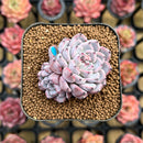Echeveria 'Purplidic' 1" Succulent Plant Cutting