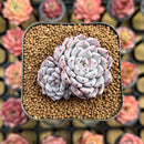Echeveria 'Purplidic' 1" Succulent Plant Cutting
