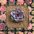 Echeveria 'Magenta' 1"-2" New Hybrid Succulent Plant Cutting