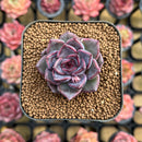 Echeveria 'Magenta' 1"-2" New Hybrid Succulent Plant Cutting