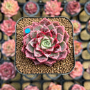 Echeveria 'Ziplet' 2" Succulent Plant New Hybrid Cutting