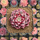 Echeveria 'Ziplet' 2" Succulent Plant New Hybrid Cutting