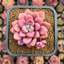 Graptopetalum 'Polari Heart' 2" Succulent Plant Cutting
