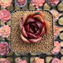 Echeveria sp. 2" Succulent Plant Cutting