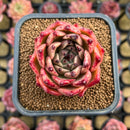 Echeveria 'Sarabony' x Zaragoza Hybrid 2" Succulent Plant Cutting