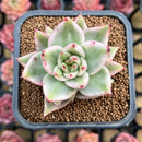 Echeveria Agavoides 'Elkhorn' Variegated 2" Succulent Plant Cutting