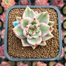 Echeveria Agavoides 'Elkhorn' Variegated 2" Succulent Plant Cutting