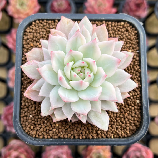 echeveria tippy pink succulent Echeveria 'Tippy' Variegated 2" Succulent Plant Cutting
