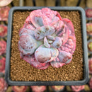 Echeveria 'Beyonce Rainbow' Unique Variegation 2" Succulent Plant Cutting