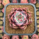Echeveria 'Exitazo' 2" Succulent Plant Cutting