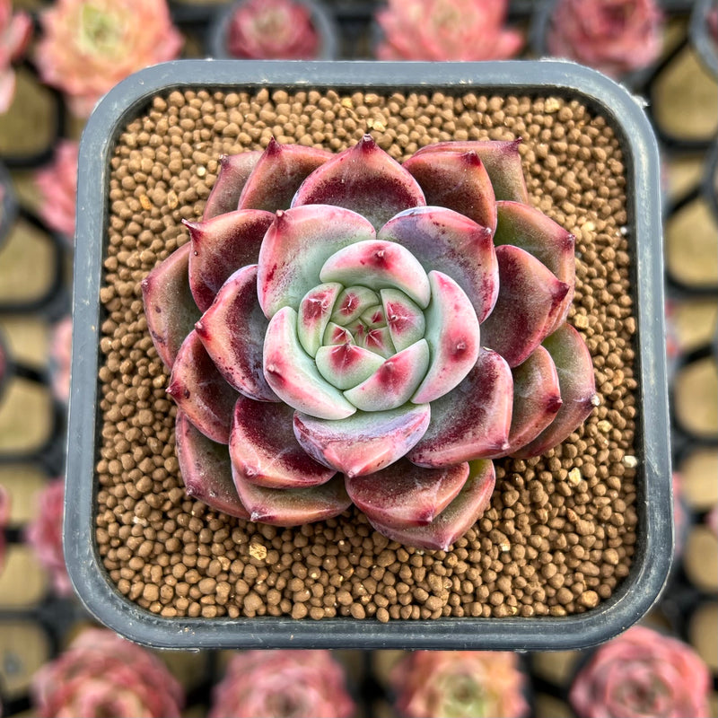 succulent cutters Echeveria 'Exitazo' 2" Succulent Plant Cutting – True Succulents Plant Co