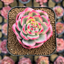 Echeveria Agavoides 'Indigo Ebony' Variegated 2" Succulent Plant Cutting