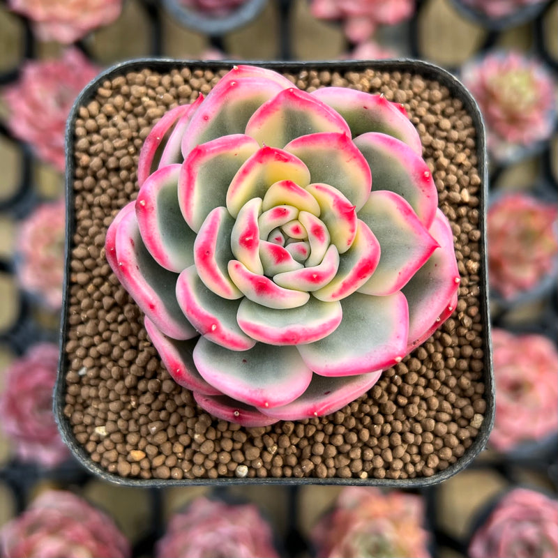 Echeveria Agavoides 'Indigo Ebony' Variegated 2