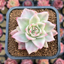 Echeveria Agavoides 'Happy Maria' Variegated 2" Succulent Plant Cutting