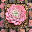 Echeveria 'White Rose' 2" Succulent Plant Cutting