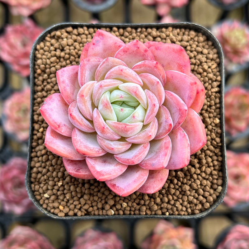 succulent rose plants Echeveria 'White Rose' 2" Succulent Plant Cutting – True Succulents Plant Co
