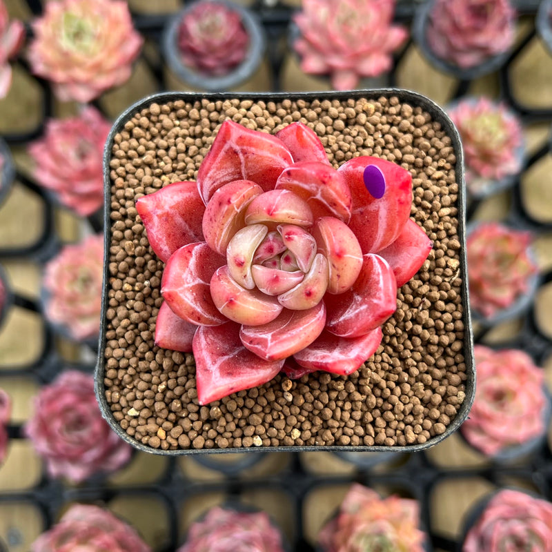 rose succulent for sale Echeveria 'Red Shallot' 1"-2" Succulent Plant Cutting – True Succulents Plant Co