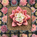 Echeveria 'Red Shallot' 1"-2" Succulent Plant Cutting