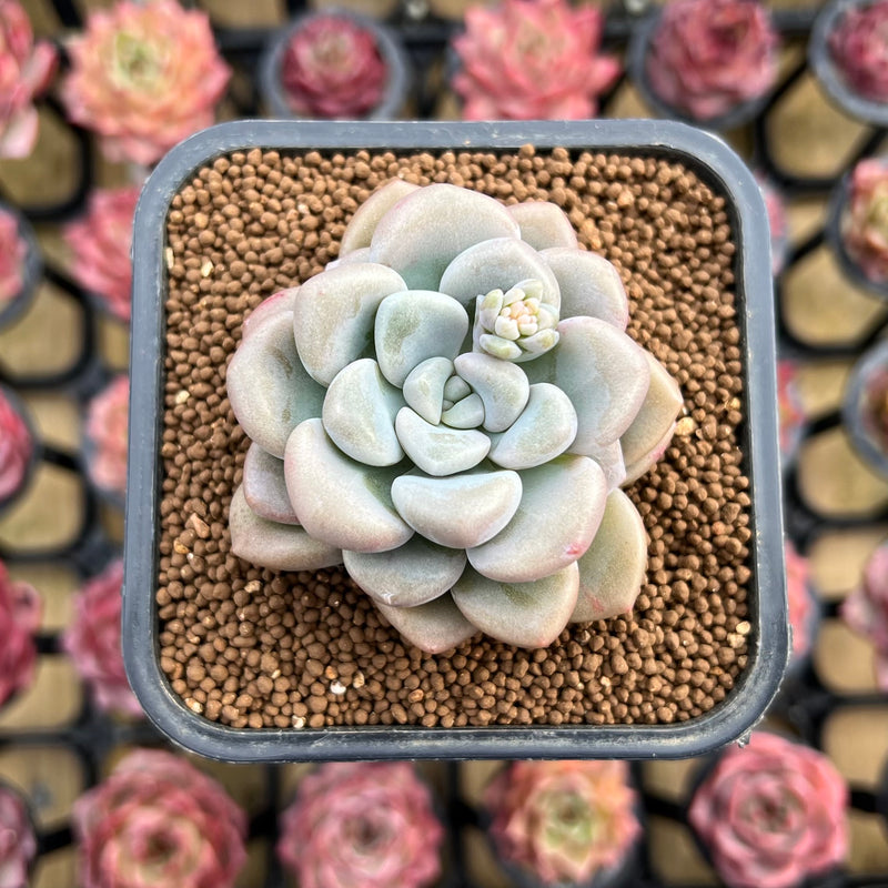 Graptoveria 'Bubble Bomb' 2