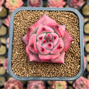 Echeveria Agavoides 'Sherry Oak' 2" New Hybrid Succulent Plant Cutting