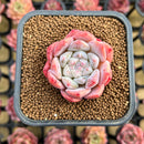 Echeveria 'Phantom of Pink' 1"-2" Succulent Plant Cutting