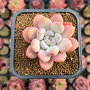 Pachyveria 'Promise' 1"-2" Succulent Plant Cutting