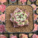 Echeveria Agavoides 'Sherry Oak' 2" New Hybrid Succulent Plant Cutting