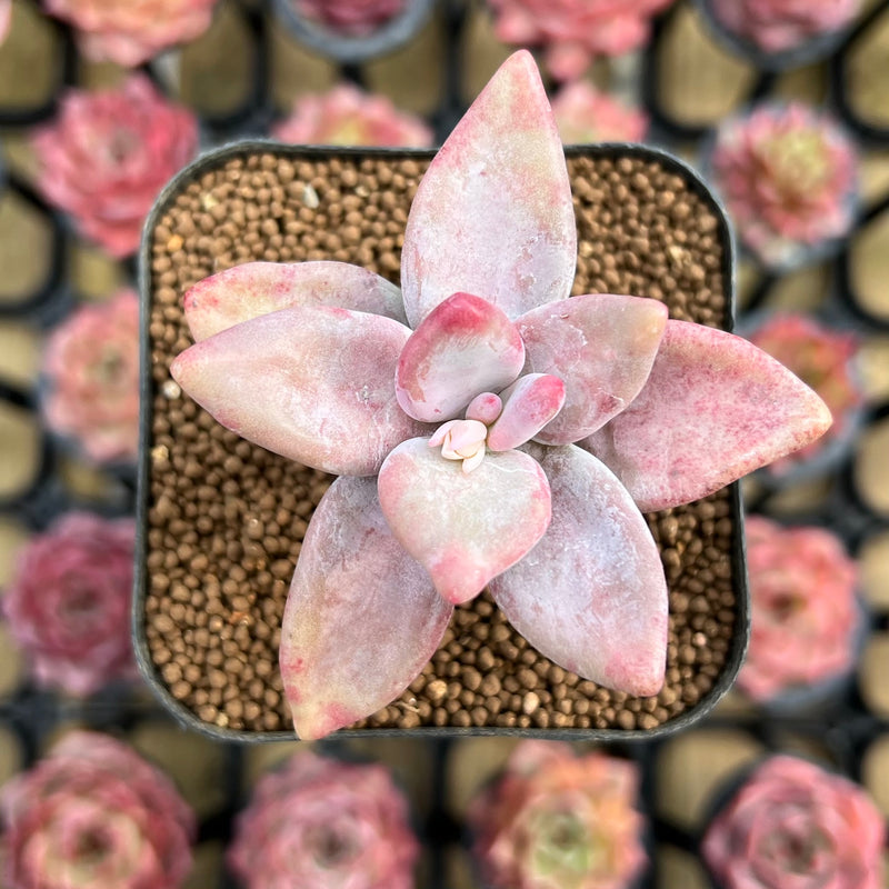 kew marble succulent Pachyphytum Werdermannii 1" Succulent Plant Cutting – True Succulents Plant Co
