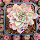 Echeveria 'Esther' Variegated 2" Succulent Plant