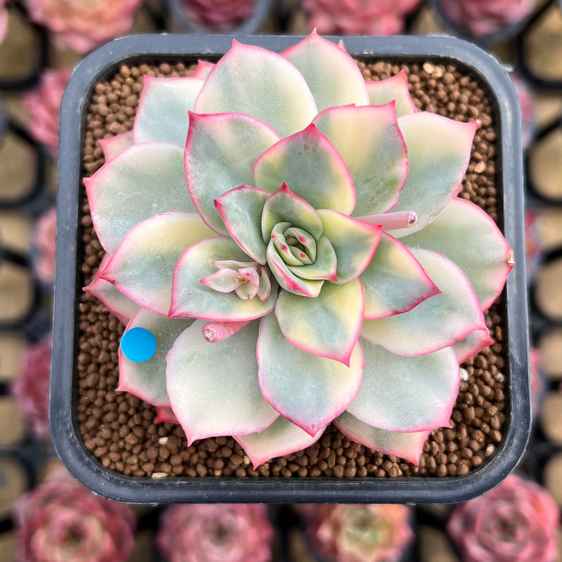 esther succulent Echeveria 'Esther' Variegated 2" Succulent Plant – True Succulents Plant Co