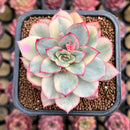 Echeveria 'Esther' Variegated 2" Succulent Plant