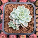 Echeveria 'White Pansy' Variegated 2" Succulent Plant Cutting