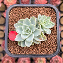 Echeveria 'White Pansy' Variegated 2" Succulent Plant Cutting