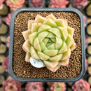 Echeveria 'Marigold' 2" Succulent Plant Cutting
