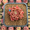 Echeveria 'Superlina' 2" Seed-Grown Air Magic Hybrid Succulent Plant Cutting