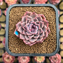 Echeveria 'Daisy' 2" Succulent Plant Cutting