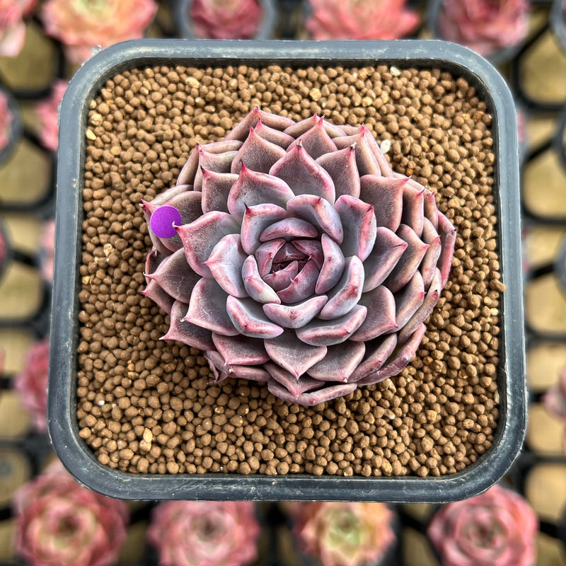 daisy succulent Echeveria 'Daisy' 2" Succulent Plant Cutting – True Succulents Plant Co