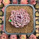 Echeveria 'Daisy' 2" Succulent Plant Cutting