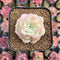Echeveria 'Pink Merry' 2" Succulent Plant Cutting