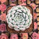 Echeveria 'Arba' 2" Succulent Plant Cutting