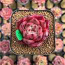 Echeveria Agavoides 'Candy Crush' 1"-2" Succulent Plant Cutting