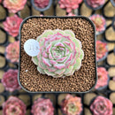 Echeveria 'Cherry Love' 2" Succulent Plant Cutting