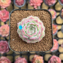 Echeveria 'Cherry Love' 2" Succulent Plant Cutting