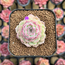 Echeveria 'Cherry Love' 2" Succulent Plant Cutting